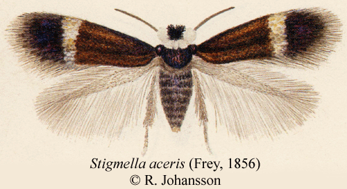 Stigmella aceris Stigmella aceris Insecta Lepidoptera Nepticulidae