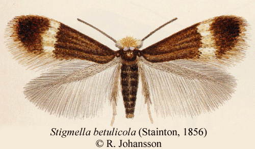 Stigmella betulicola Stigmella betulicola Insecta Lepidoptera Nepticulidae