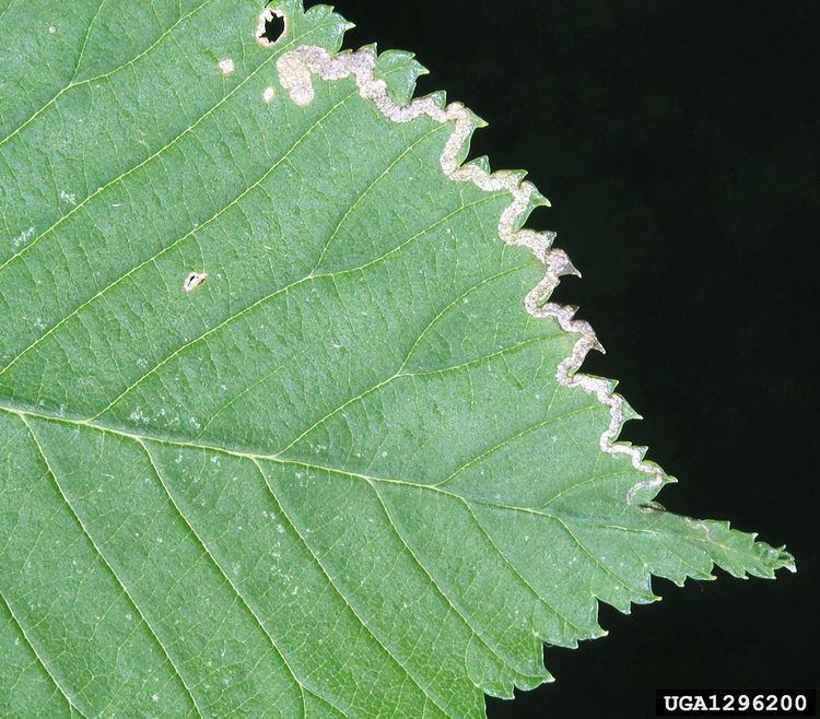 Stigmella lemniscella Stigmella lemniscella Wikipedia