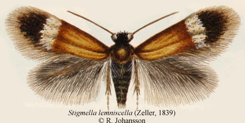 Stigmella lemniscella Stigmella lemniscella Insecta Lepidoptera Nepticulidae