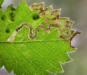 Stigmella lemniscella Stigmella lemniscella Lepidoptera Nepticulidae in Leaf and stem