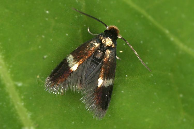Stigmella (moth) wwwlepiforumdelepidopterenforumforum2picspi