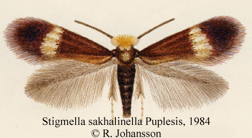 Stigmella sakhalinella Stigmella sakhalinella Insecta Lepidoptera Nepticulidae