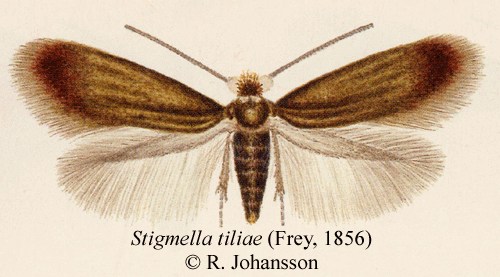Stigmella tiliae Stigmella tiliae Insecta Lepidoptera Nepticulidae