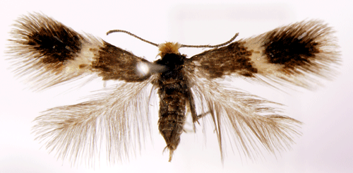 Stigmella tityrella Stigmella tityrella Insecta Lepidoptera Nepticulidae