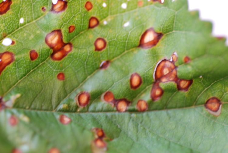 Stigmina carpophila DateiStigmina carpophila on Prunus avium Makro upsidejpg Wikipedia
