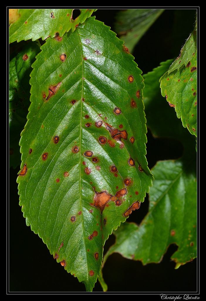 Stigmina carpophila Stigmina carpophila sur Prunus cerasus a photo on Flickriver