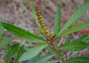 Stillingia Stillingia Medicinal Herb Info