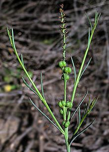 Stillingia linearifolia httpsuploadwikimediaorgwikipediacommonsthu