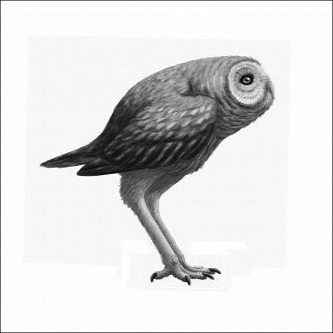 Stilt-owl s most interesting Flickr photos Picssr