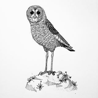 Stilt-owl httpsscontentcdninstagramcomt51288515s320