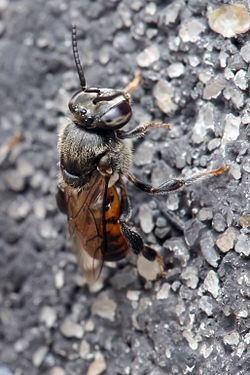Stingless bee Stingless bee Wikipedia