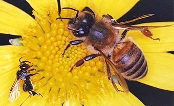 Stingless bee Native Australian Stingless Bees