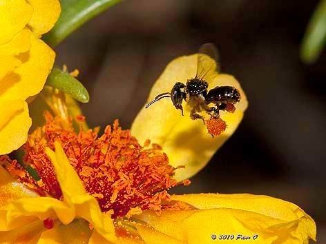 Stingless bee Native Australian Stingless Bees