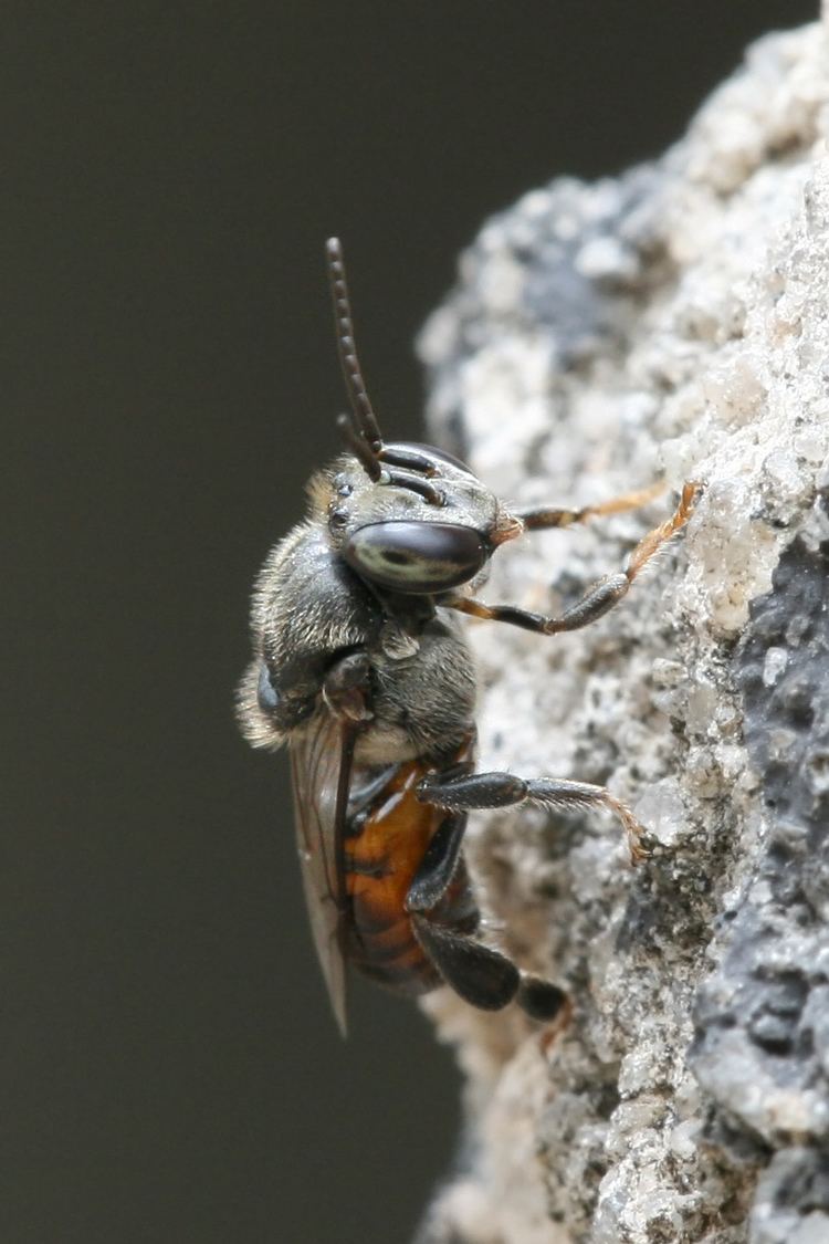 Stingless bee httpsuploadwikimediaorgwikipediacommons88