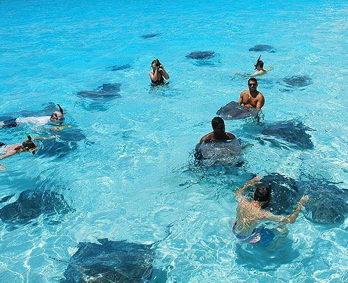 Stingray City, Grand Cayman Stingray City in Grand Cayman love this place Kissing a stingray