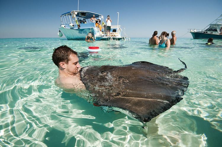 Stingray City, Grand Cayman Stingray City Tours Grand Cayman Shore Excursions Moby Dick