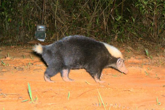 Stink badger Let39s do Some Zoology Sunda Stink Badger Mydaus javanensis Also