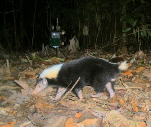 Stink badger Palawan stink badger Natural History