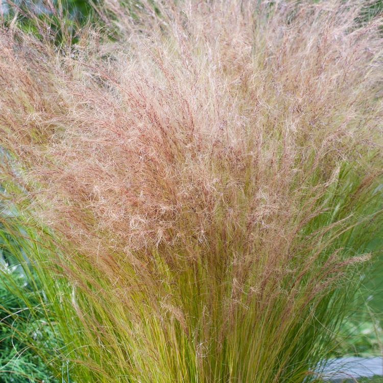 Stipa Stipa tenuissima Mexican Feather Grass Dobbies Garden Centres