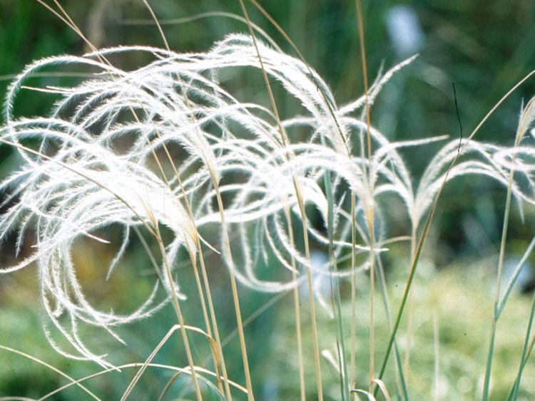 Stipa barbata Stipa barbata