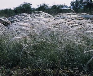 Stipa barbata Stipa barbata 39Silver Feather39 Seeds 384 from Chiltern Seeds