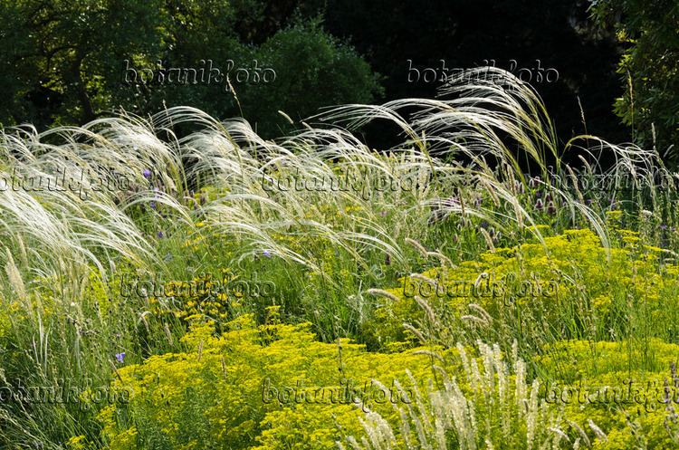 Stipa pulcherrima Images Stipa Images and videos of plants and gardens botanikfoto