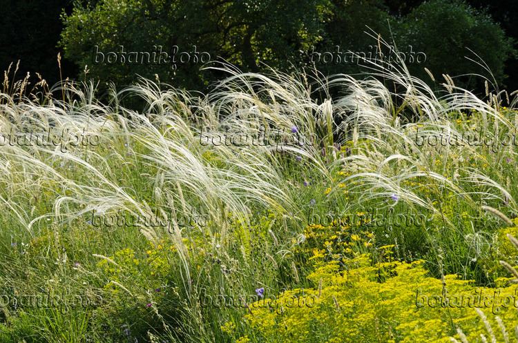 Stipa pulcherrima Images Stipa Images and videos of plants and gardens botanikfoto