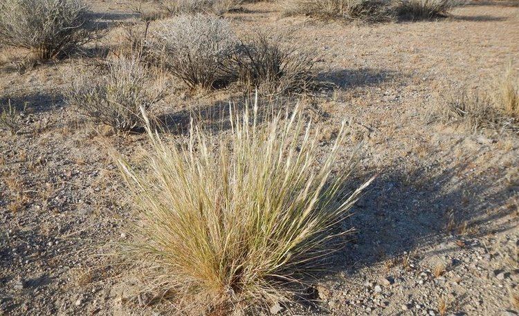 Stipa speciosa CalPhotos Stipa speciosa Desert Needle Grass