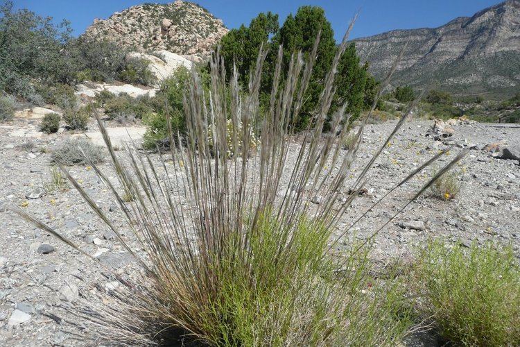 Stipa speciosa Panoramio Photo of Desert Needlegrass Grass Poaceae Stipa speciosa