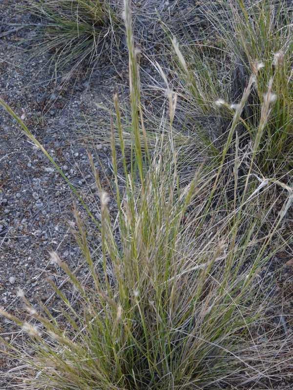 Stipa speciosa Stipa speciosa Desert needle grass