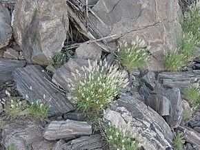 Stipagrostis obtusa httpsuploadwikimediaorgwikipediacommonsthu