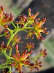 Stirlingia latifolia httpsuploadwikimediaorgwikipediacommonsthu