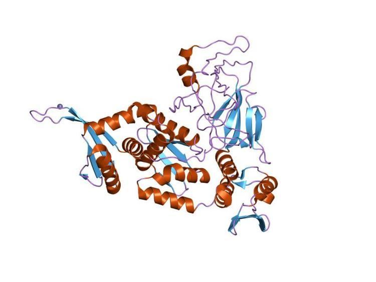 Stirrup protein domain