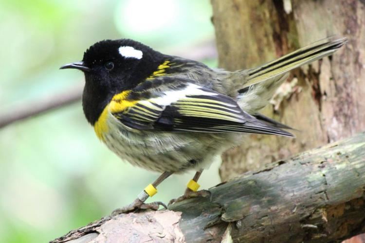 Stitchbird Stitchbird New Zealand Birds Online