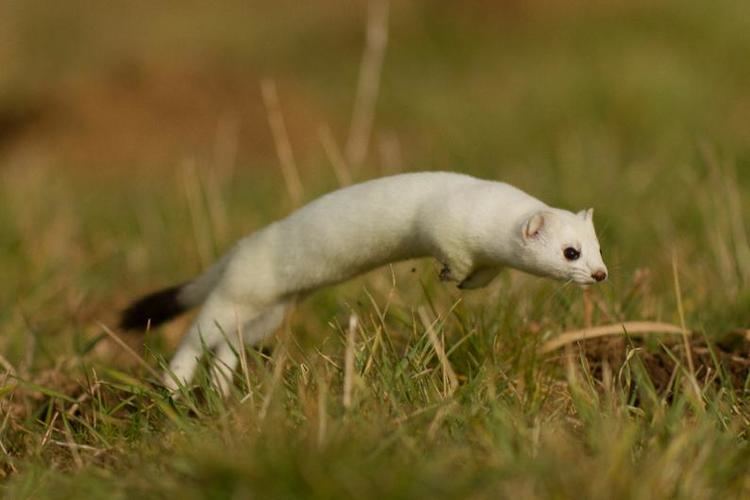 Stoat Stoat gallery by Vincent Rillardon Discover Wildlife