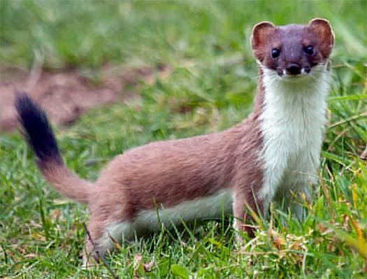 Stoat Stoat ShortTailed Weasel Animal Pictures and Facts FactZoocom