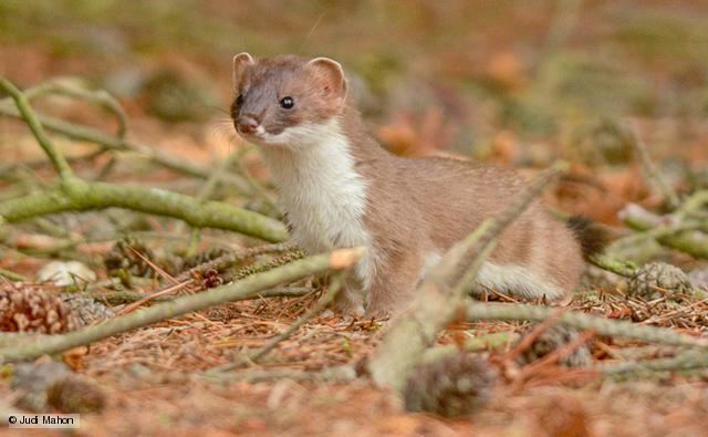 Stoat BBC Nature Stoat videos news and facts
