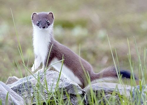 Stoat Further plans to tackle stoat problem The Orcadian Online