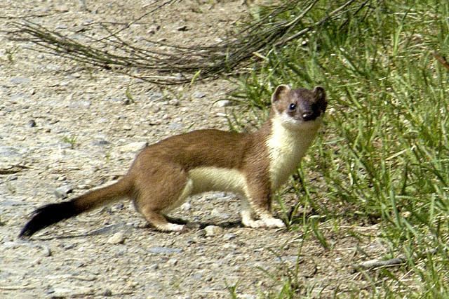 Stoats in New Zealand