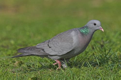 Stock dove - Alchetron, The Free Social Encyclopedia