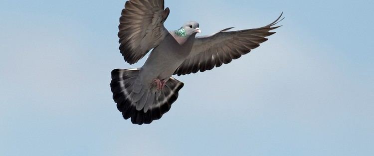 Stock dove The RSPB Stock dove