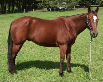 Stock horse Stunning Stock Horse Gelding 14hh Australian Stock Horse Horsezone
