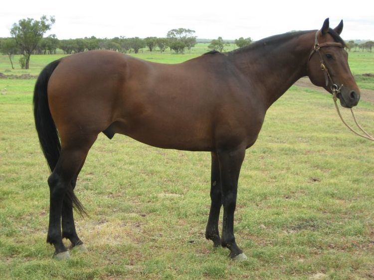 Stock horse Australian Stock Horse Info Origin History Pictures Horse