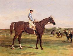 Stockwell (horse) httpsuploadwikimediaorgwikipediacommonsthu