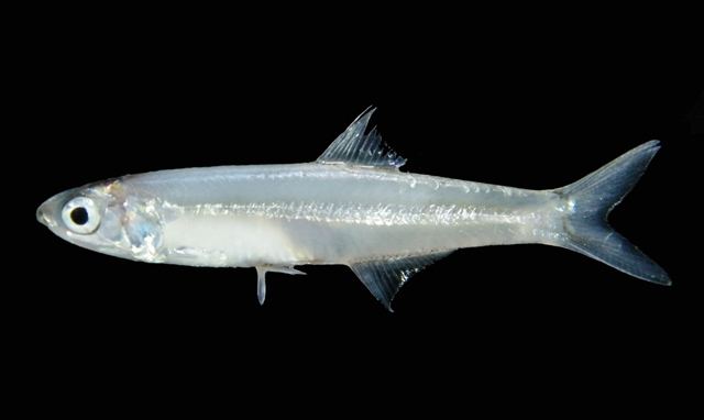 Stolephorus Fish Identification