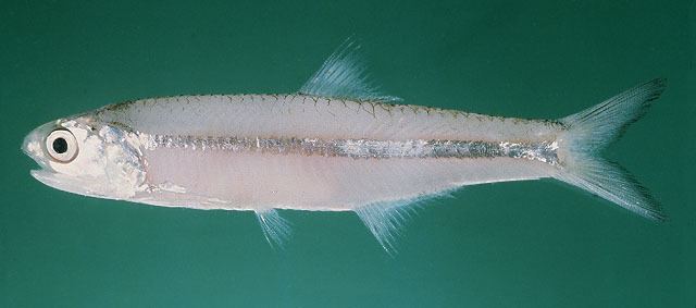 Stolephorus Fish Identification