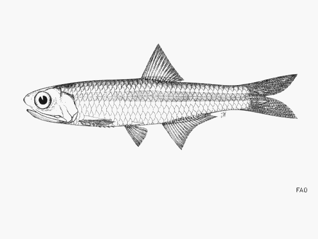 Stolephorus commersonnii Fish Identification