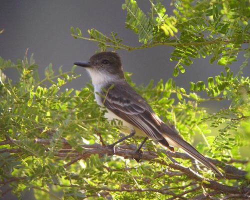 Stolid flycatcher httpsc1staticflickrcom1177413924753f36cdc