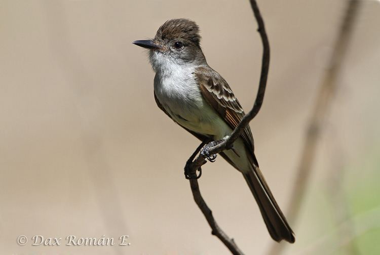 Stolid flycatcher Manuelito Stolid Flycatcher Myiarchus stolidus Flickr